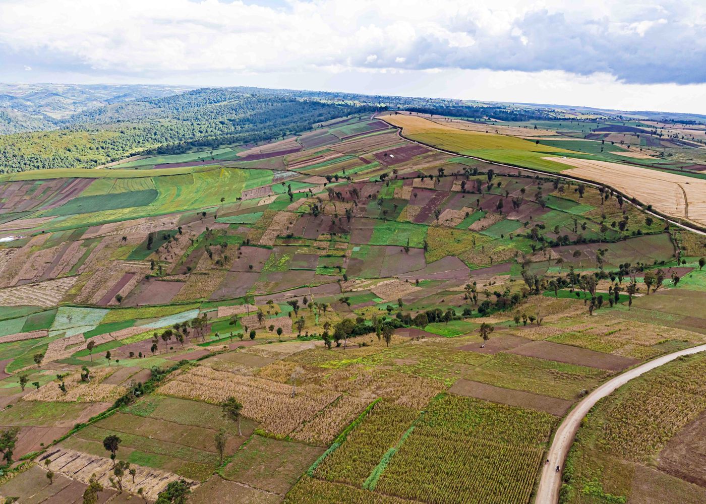 Farmland under cultivation at Ifenri's first target cluster