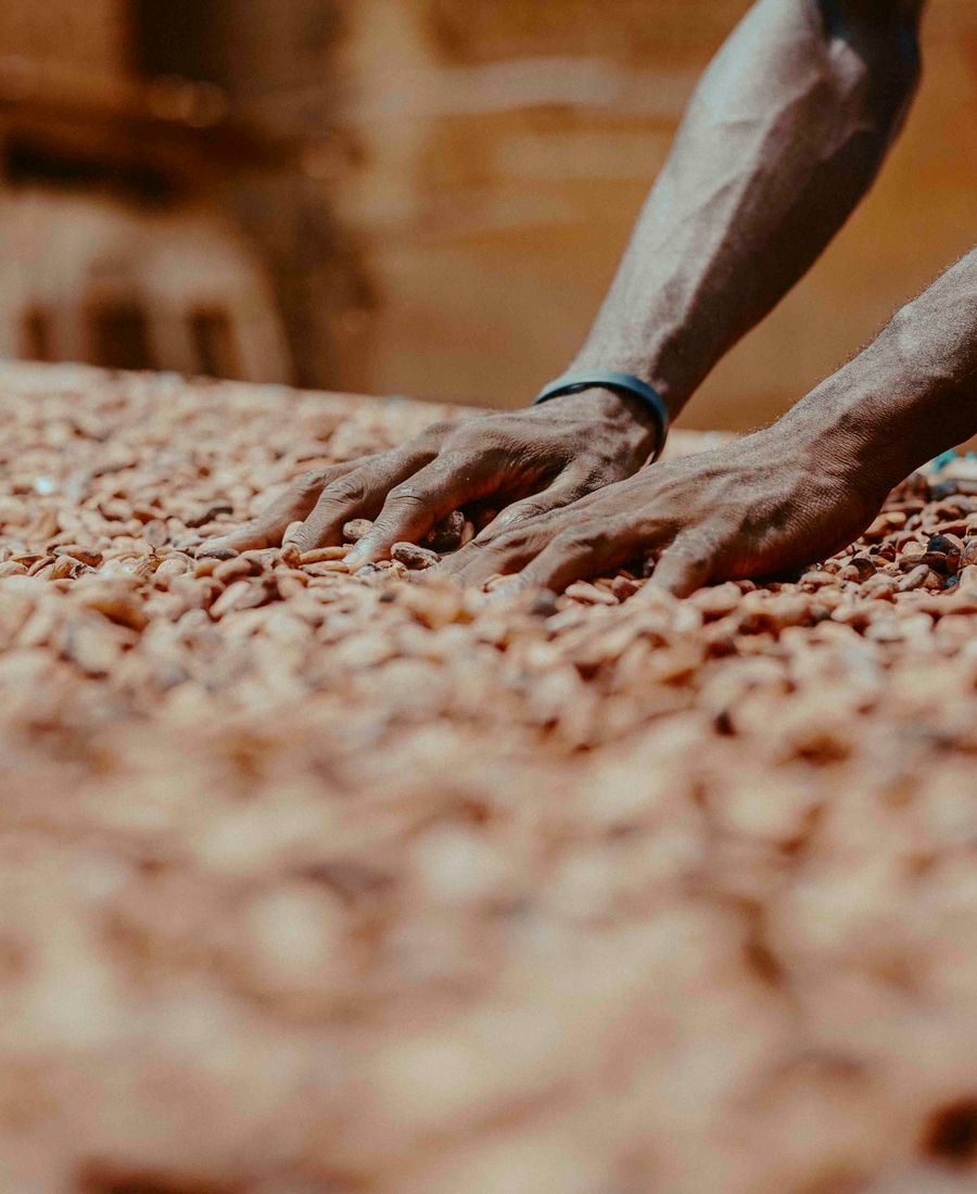 Hands working soil and healthy young crops