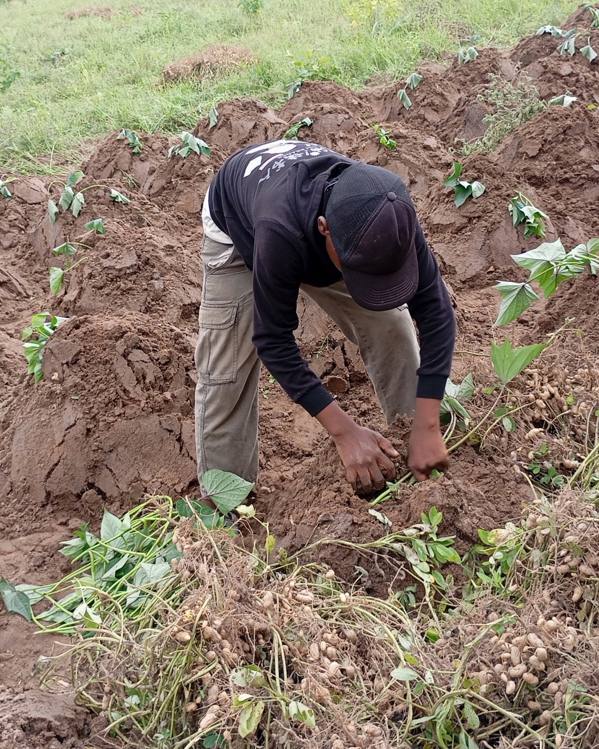 Young crops under cultivation in an Ifenri target cluster